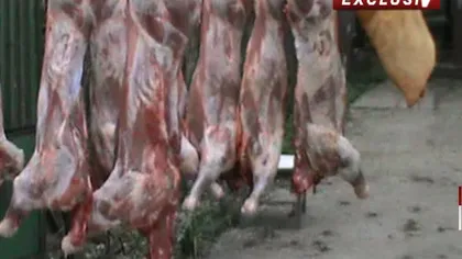 Miei tăiaţi în curte şi carne vândută direct din portbagaj. Totul se petrece sub protecţia poliţiei VIDEO