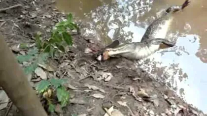 VIDEO: Ce se întâmplă când un aligator atacă un ţipar electric