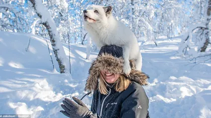 Surpriză polară: O femeie s-a trezit cu o vulpe în cap FOTO