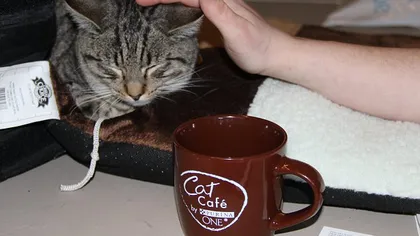 Cafeneaua cu pisici din New York: Dacă îţi place una din feline, o poţi lua acasă VIDEO