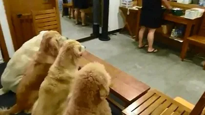 Cei mai adorabili câini: Se roagă înainte de masă VIDEO