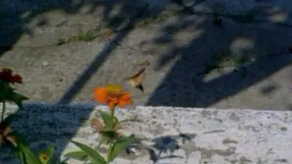 Pasărea Colibri, filmată în România. Ştirea care a făcut înconjurul lumii