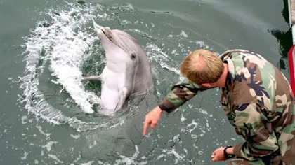 Delfinii de luptă vor participa la aplicaţiile NATO în Marea Neagră