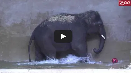 ADORABIL: Cel mai jucăuş elefant se distrează de minune cu o minge VIDEO
