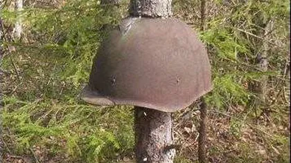 Arme din AL DOILEA RĂZBOI MONDIAL descoperite în trunchiuri de copaci dintr-o pădure din Rusia GALERIE FOTO