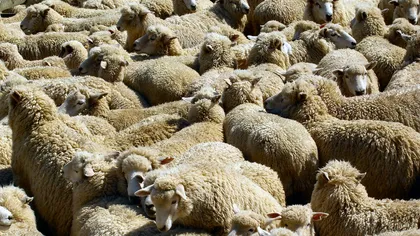 România ar putea exporta oi în China
