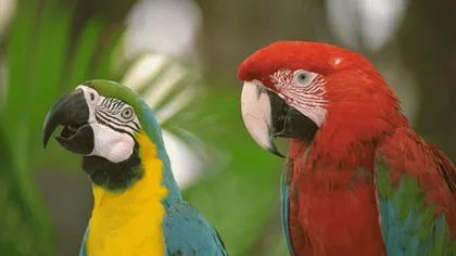 Papagalii dau nume puilor. Detalii neştiute despre aceste păsări foarte inteligente