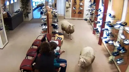 Clienţi neobişnuiţi: Un magazin de pantofi din Olanda, vizitat de ... OI VIDEO