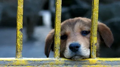 Parlamentul European obligă România să creeze un sistem de identificare a câinilor