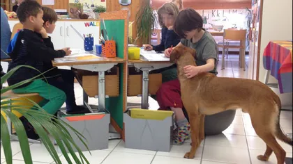 Şcoala cu căţei: Profesorii din Elveţia aduc câini la ore pentru bunăstarea elevilor