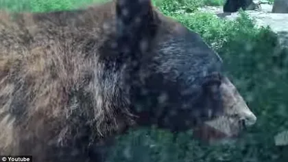 Amuzant sau înfricoşător? Un urs deschide portiera şi vrea să urce într-o maşină cu oameni VIDEO