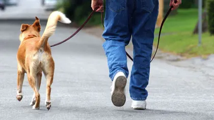 ASPA intenţionează să interzică tranzitarea Capitalei cu câini neînregistraţi