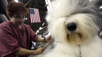 Cei mai frumoşi câini din lume se întrec la Internationl Dog Show de la Satu Mare