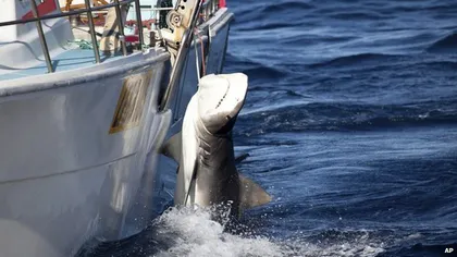 Program controversat în Australia: Peste 170 de rechini, capturaţi de autorităţi