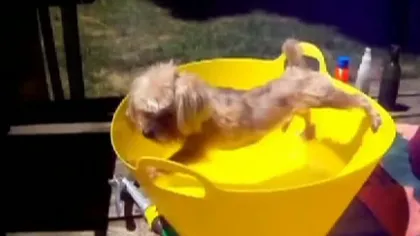Cei mai haioşi câini: Nu vor din cale afară să facă baie VIDEO