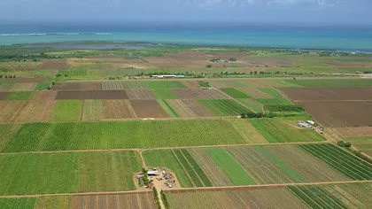 Sute de hectare de culturi agricole au fost distruse după ce o orezărie a împrăştiat ierbicid din avion