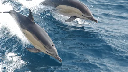 Vrei să adopţi un delfin? Cum poţi să devii părintele îndrăgitului mamifer din Marea Neagră