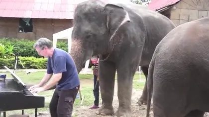 Un duet inedit: Un elefant cântă la pian alături de îngrijitorul său VIDEO