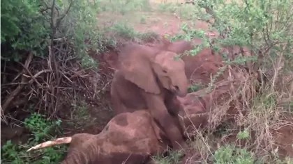 Nu poţi să nu plângi. Reacţia COPLEŞITOARE a unui pui de elefant când mama lui îşi dă ultima suflare VIDEO