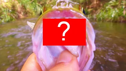 Ce a descoperit un pescar în gura unui peşte. Imaginea care îţi va însenina ziua FOTO