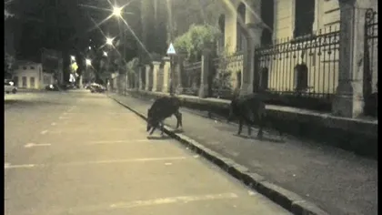 O turmă de porci mistreţi, la plimbare pe străzile din Braşov. Animalele au fost alungate în pădure de jandarmi