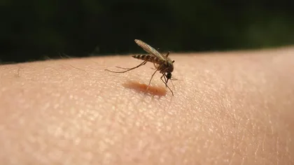 Sezonul ciupiturilor de ţântari: ce nu ştiai despre micile insecte bâzâitoare