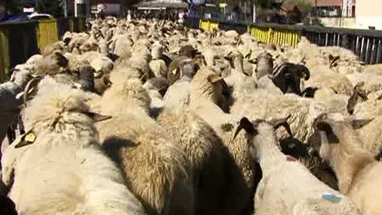 Protest în Valea Doftanei. Ciobanii au ieşit cu sute de oi în stradă VIDEO