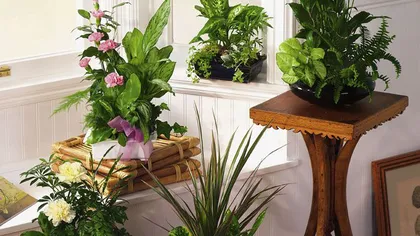 Motive să ai cât mai multe plante în casa ta
