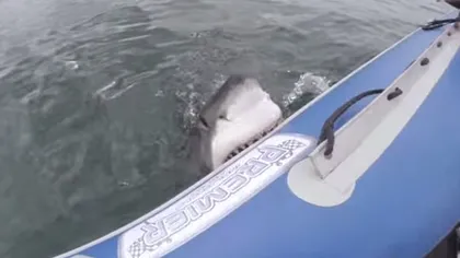 IMAGINI INCREDIBILE. O echipă care filma un documentar pe mare, ATACATĂ de un rechin alb VIDEO
