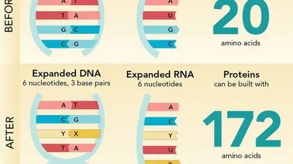 Reuşită ştiinţifică incredibilă: Cercetătorii au creat primul organism cu un ADN 