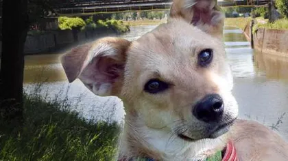 Câine comunitar din România, erou în Belgia: A fost adoptată de o lună şi a salvat deja o femeie de la înec