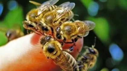Ce trebuie să faci, pas cu pas, dacă te înţeapă albina sau viespea