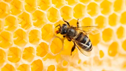 Dezastru ecologic în Botoşani: Sute de familii de albine au murit