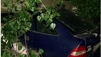 Două maşini au fost DISTRUSE după ce un copac s-a prăbuşit peste ele VIDEO
