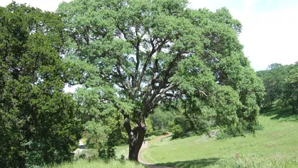 Horoscopul copacilor celtici: Ce arbore te reprezintă