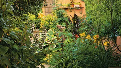 Cum amenajezi o grădină sălbatică în curtea casei GALERIE FOTO