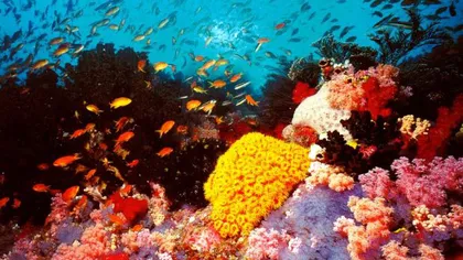 Cantitatea de substanţe poluante din zona Marii Bariere de Corali a scăzut