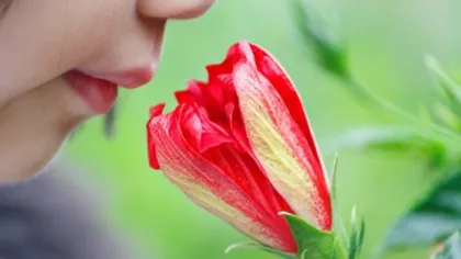 Mirosuri secrete ale stării de bine. Efectele miraculoase ale scorţişoarei şi altor plante