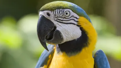 O femeie, cercetată pentru înşelăciune după ce a vândut un papagal nevorbitor