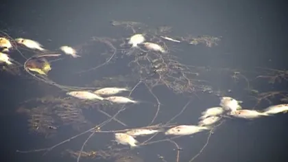 Descoperire şocantă: Sute de peşti morţi, găsiţi plutind pe un lac din Arad