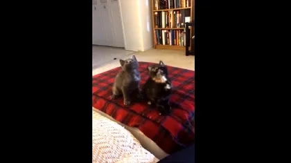 Două mâţe fantastice: Pisicile care fac dans sincron VIDEO