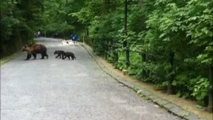 O ursoaică şi doi pui fac senzaţie printre turişti la Castelul Peleş VIDEO