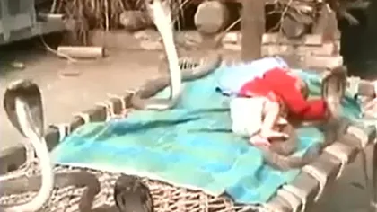 ŞOCANT: Un bebeluş doarme păzit de PATRU COBRE VIDEO
