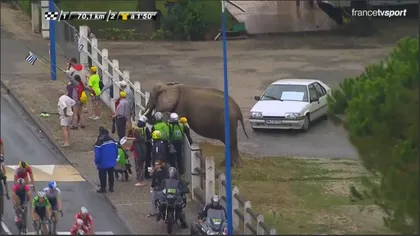 Imagine SUPRAREALISTĂ în Turul Franţei. Un elefant s-a numărat printre spectatori VIDEO