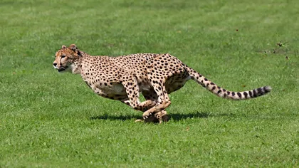 Mit spulberat: Ghepardul NU este cel mai rapid animal terestru