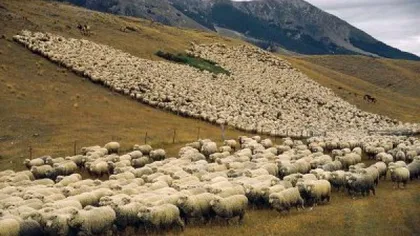 România a încasat peste 100 de milioane de euro din exporturile de oi, capre şi vaci, în patru luni