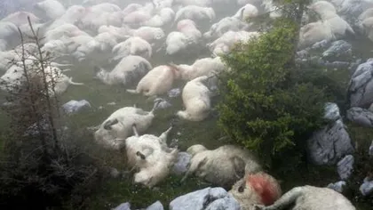 Poliţiştii îi caută pe ciobanii care şi-au lăsat cele 214 oi omorâte de trăsnet să le mănânce urşii
