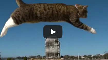 Felina fără o doagă: O pisică face parkour VIDEO