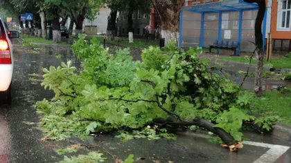 Tragedie în Maramureş. O femeie a murit după ce a fost lovită de un copac doborât de furtună