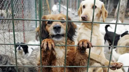 Protest în Parcul Izvor prin care se cere oprirea uciderii câinilor maidanezi